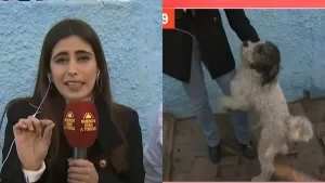 "El amor no conoce de razas": Notera de TVN es viral en TikTok por perrito hot que la perseguía cariñosamente