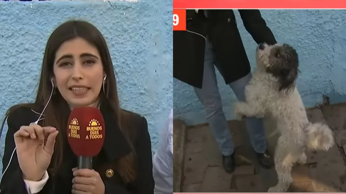 "El amor no conoce de razas": Notera de TVN es viral en TikTok por perrito hot que la perseguía cariñosamente