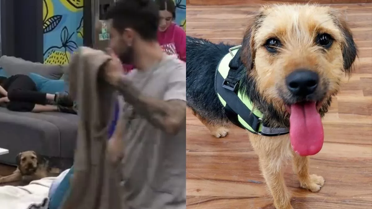 Bambino lanzó violento comentario contra Bigote y los seguidores de Gran Hermano Chile exigen sanción