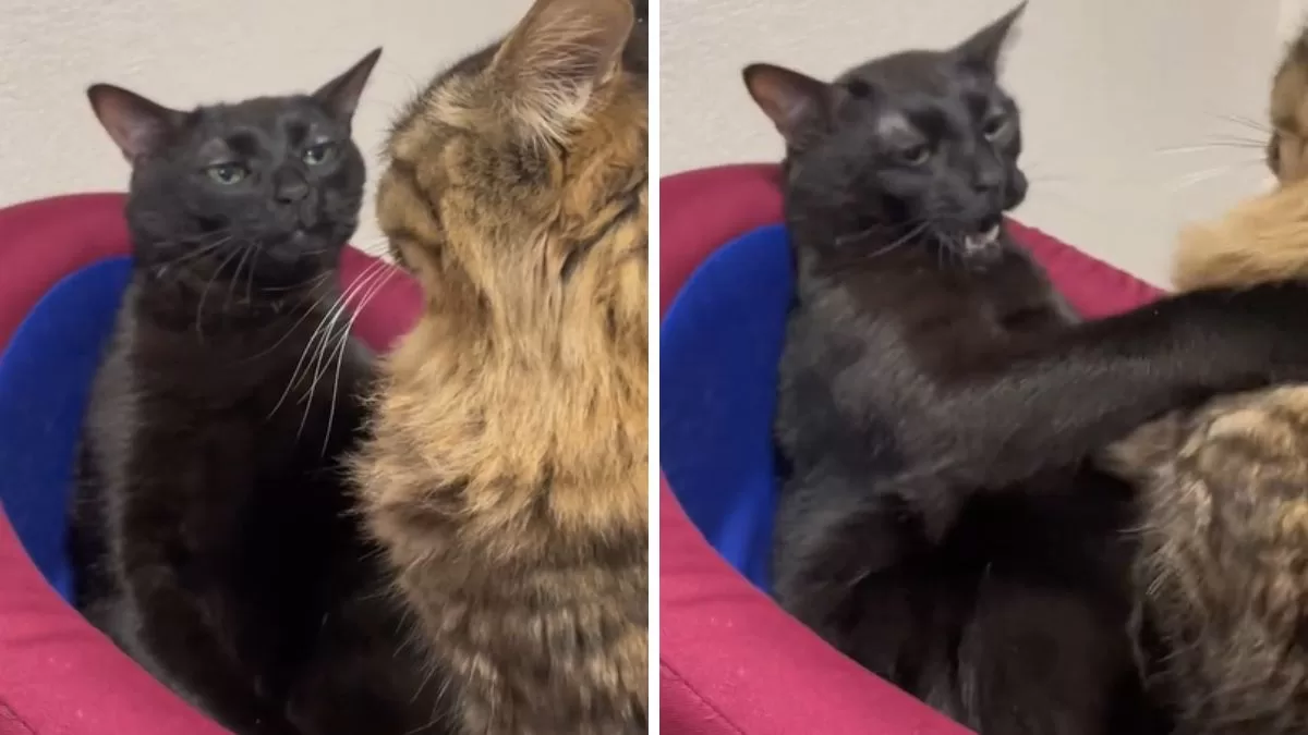 ¡Te asombrarás! Este es el origen del meme del gato negro que se ha vuelto viral en TikTok