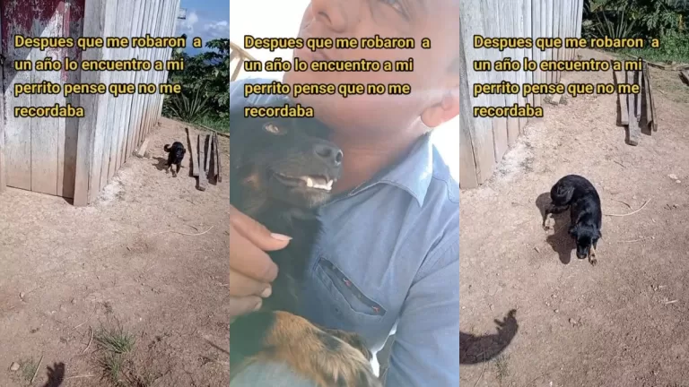 "Pensé que no me iba a reconocer": Hombre se reencuentra con su perrito robado hace un año y su reacción se hace viral en TikTok