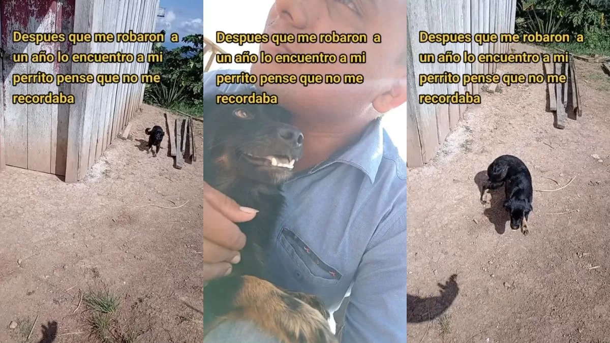 "Pensé que no me iba a reconocer": Hombre se reencuentra con su perrito robado hace un año y su reacción se hace viral en TikTok