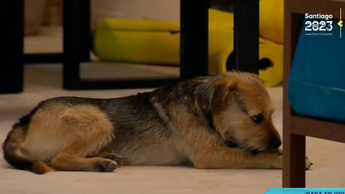 Gran Hermano Chile envía comunicado por maltrato a Bigote y los televidentes no quedan conformes