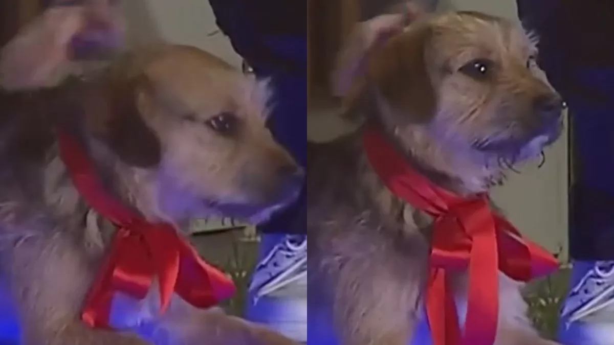 ¡No lo podrás creer! Este es el nuevo participante de Gran Hermano Chile