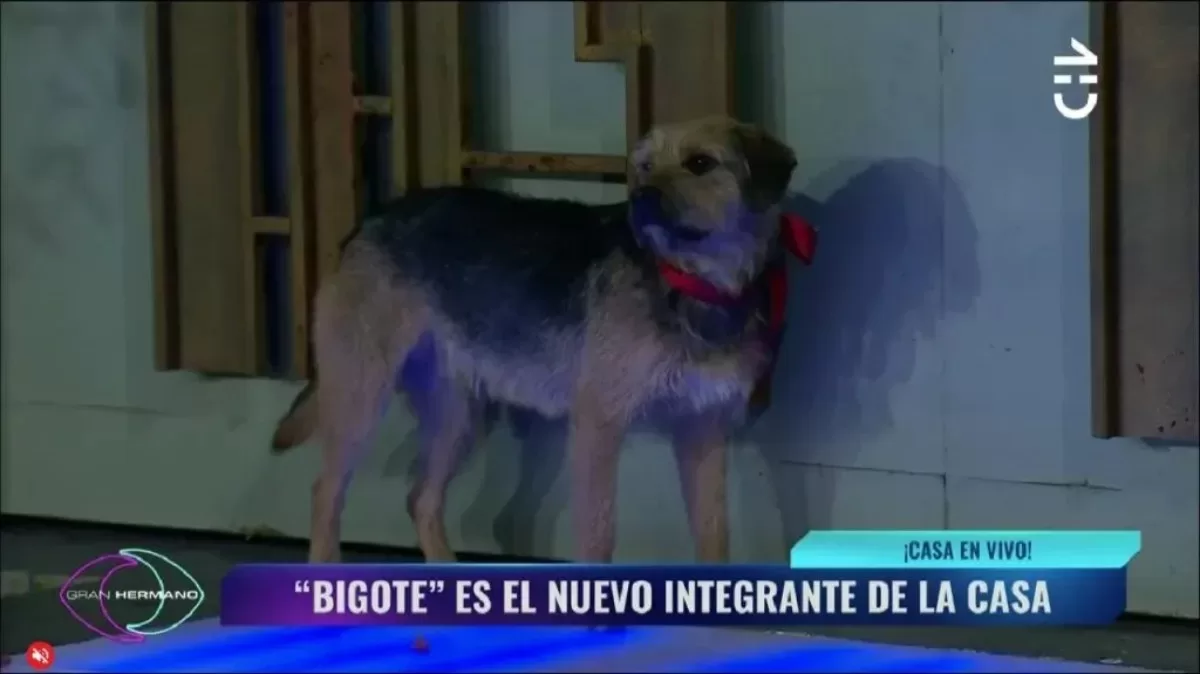 "Dios tiene a sus favoritos": Este es el participante que se ganó el corazón del nuevo integrante de Gran Hermano Chile