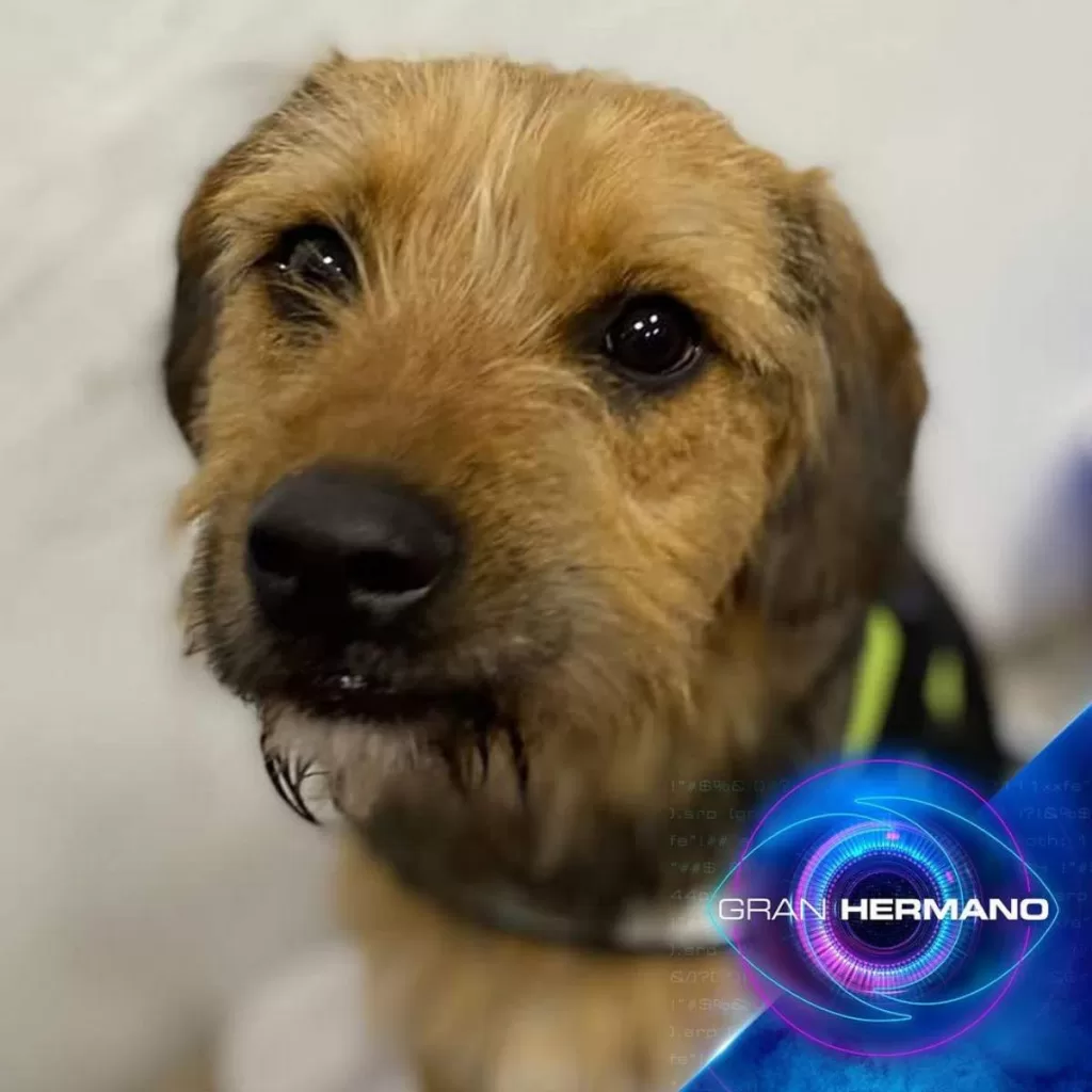 Gran Hermano Chile Bigote