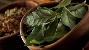 Estos son los 3 rincones perfectos en tu casa para atraer la buena suerte con hojas de laurel