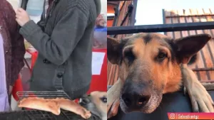 ¡Un día gris! Confirman la muerte del perrito ladrón de empanadas: "Te recordaremos como un héroe"