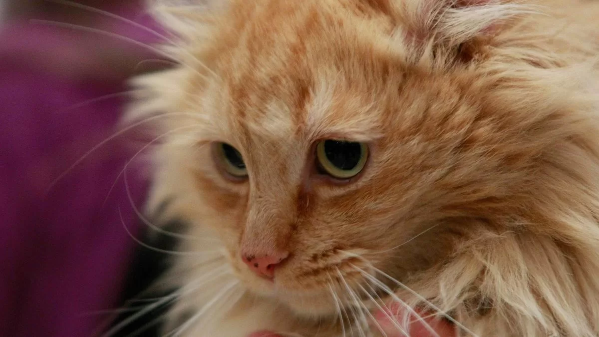 Test Gato Psicópata (2)