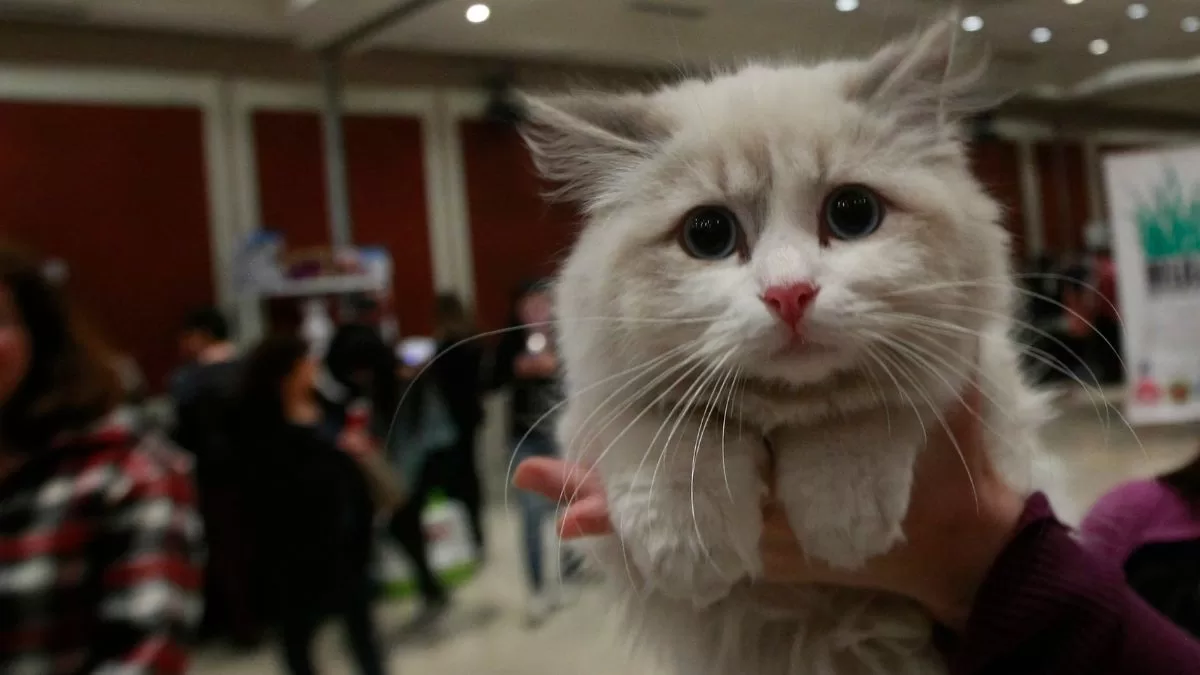 Test Gato Psicópata (3)