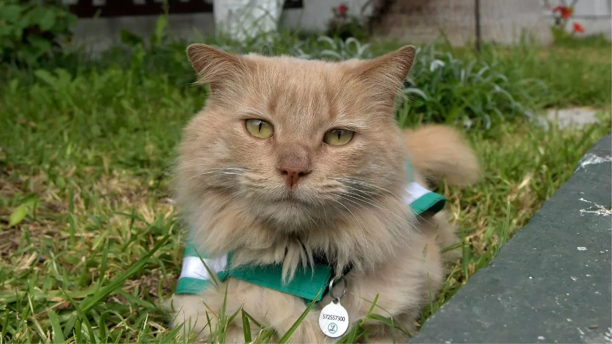 Descubre si tu gato es un psicópata con este simple test que crearon unos expertos