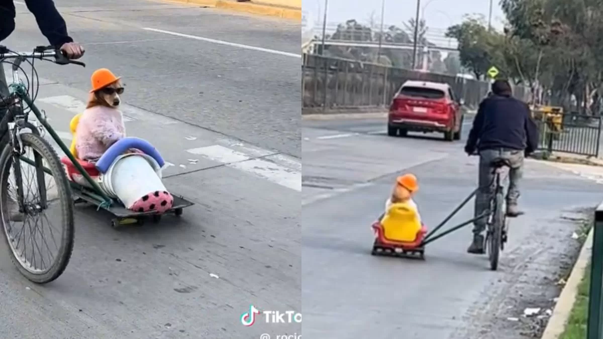 Darko, el perro que hizo viral en TikTok que debes conocer: tiene su propio perfil en la red social