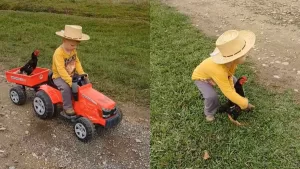 "Inocencia pura": Viral en TikTok muestra la hermosa amistad entre un niño y los animales de su granja