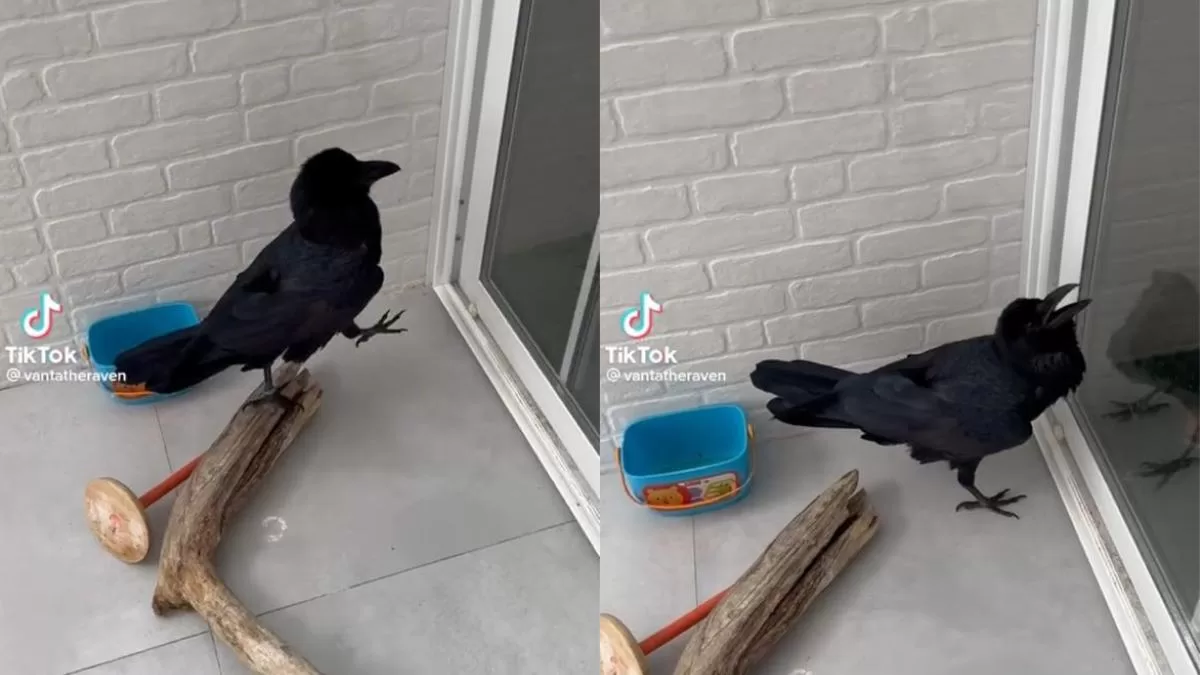 ¡Tiene una voz muy particular! Conoce a Vanta, el famoso cuervo que habla y la rompe en TikTok