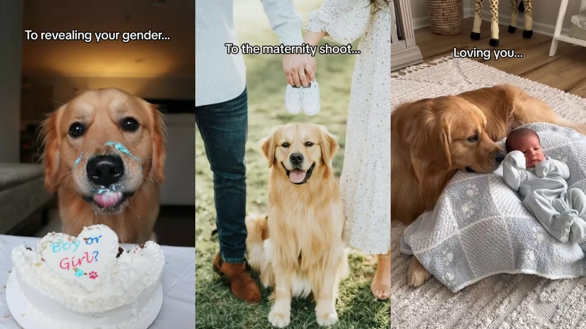 "Un actor de amor tan inmenso" | Este es el viral de TikTok que está haciendo llorar a todos y muestra la importancia de las mascotas