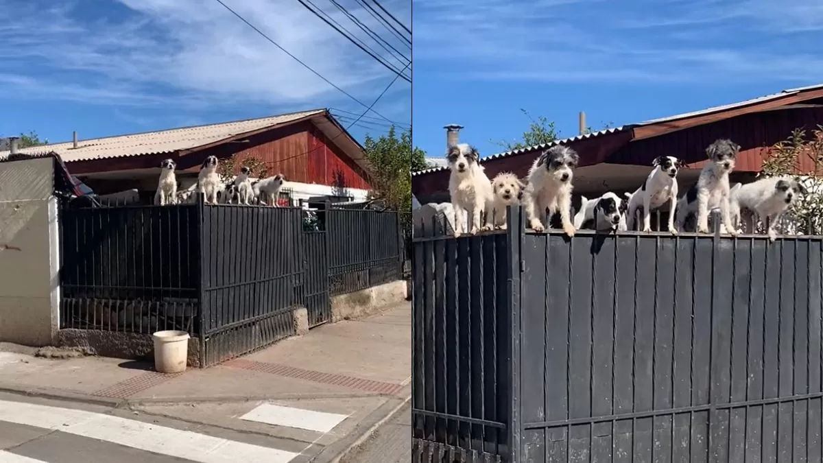 "No quisiera ser la vecina": Esta es la casa viral de TikTok que causa sensación por mostrar inusual cantidad de perros