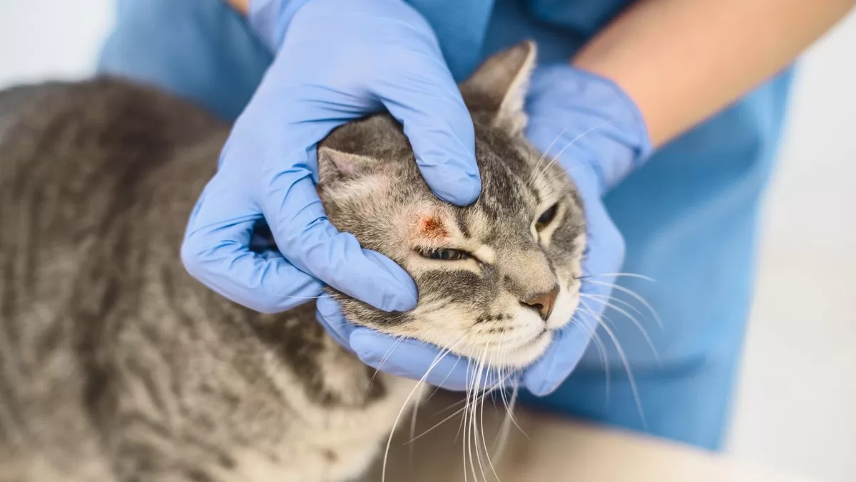 Hongo del Gato: Infectólogo nos revela tips para detectar sus síntomas y cómo ayudar a tu felino