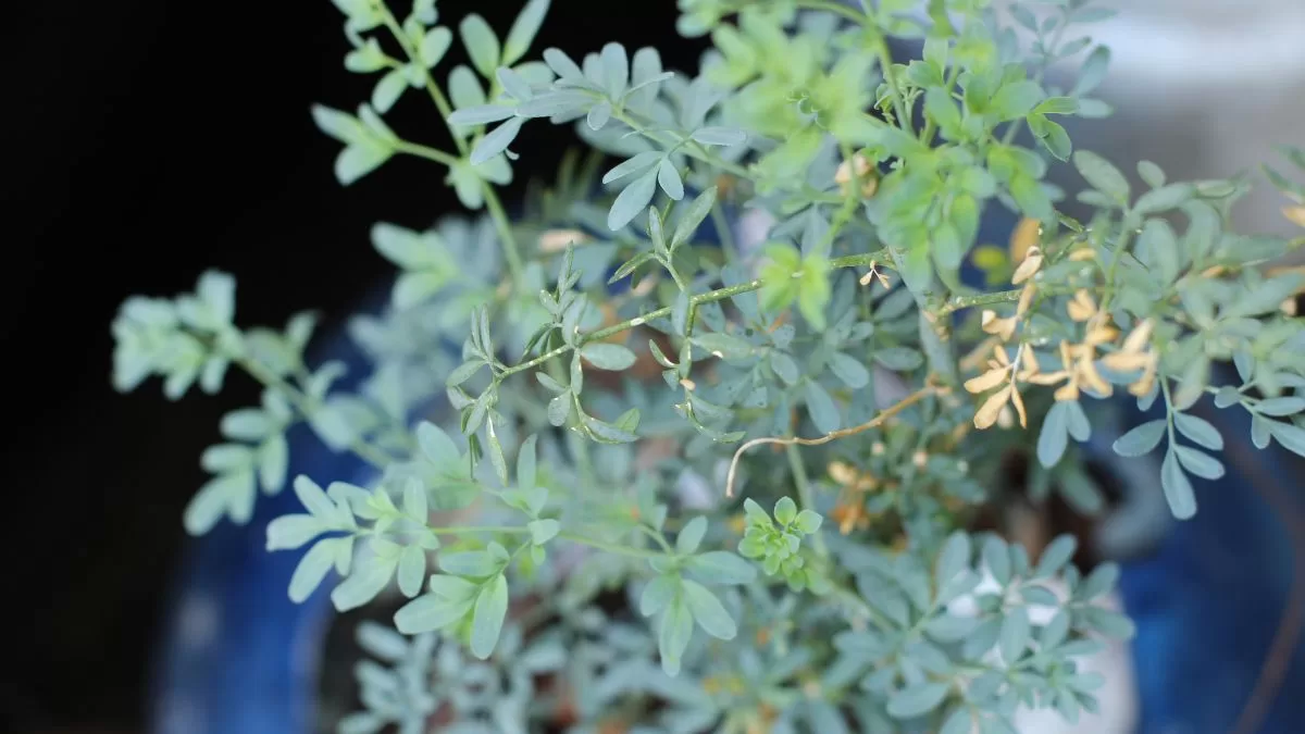 Plantas Para Las Malas Vibras (1)