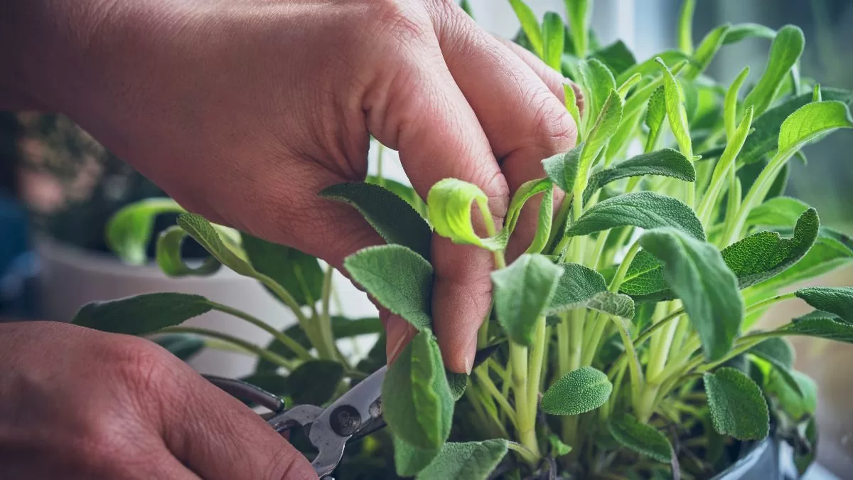 Plantas Para Las Malas Vibras (3)