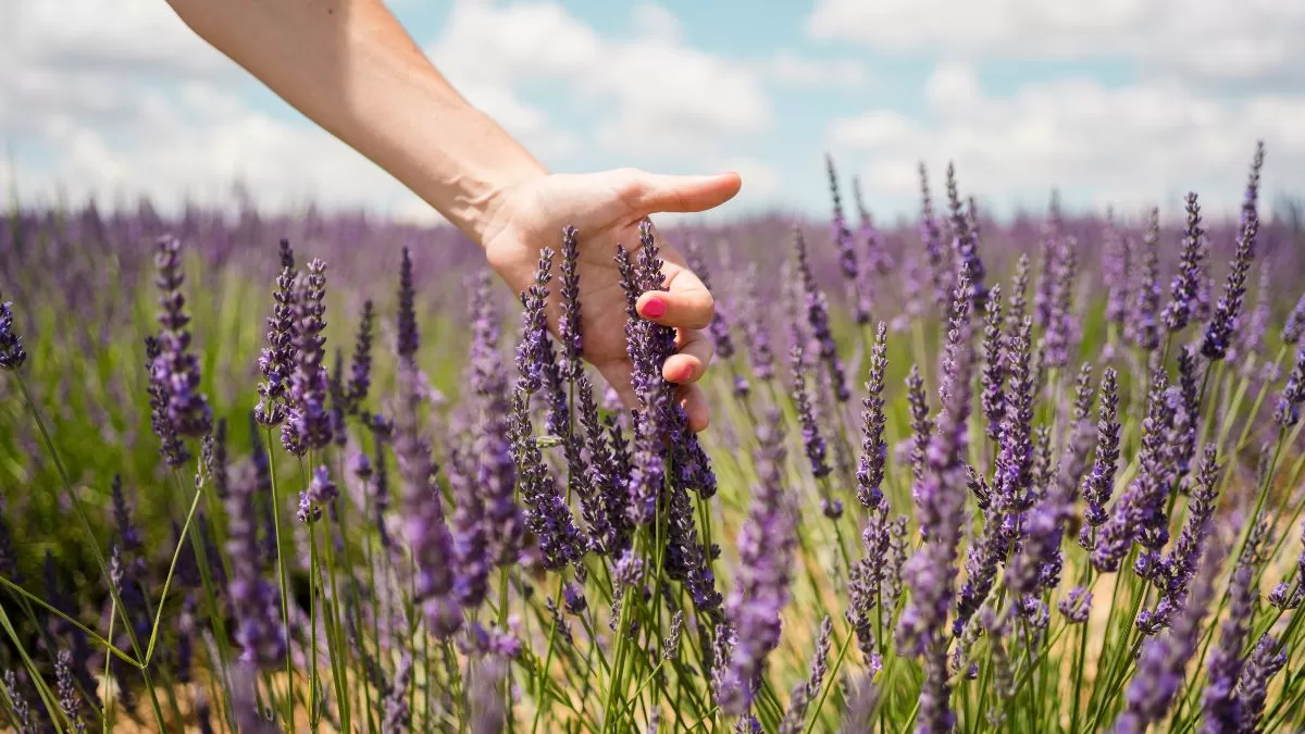 Plantas Para Las Malas Vibras (5)