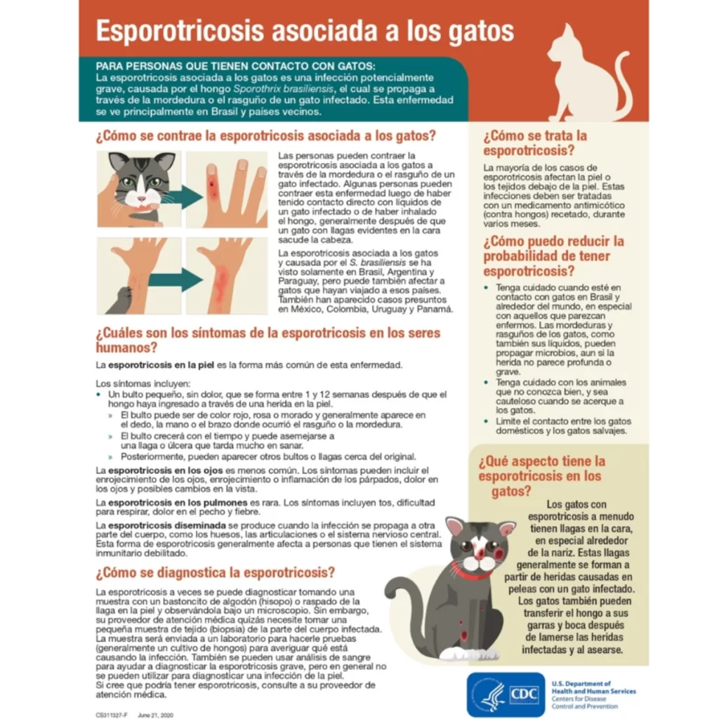 Sporothrix Brasiliensis (1)