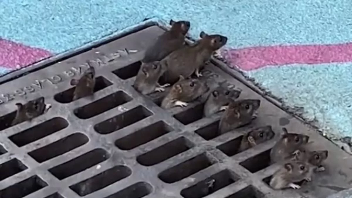 "Veo eso y me muero": Plaga de ratones atemoriza importante ciudad y se hace viral en TikTok