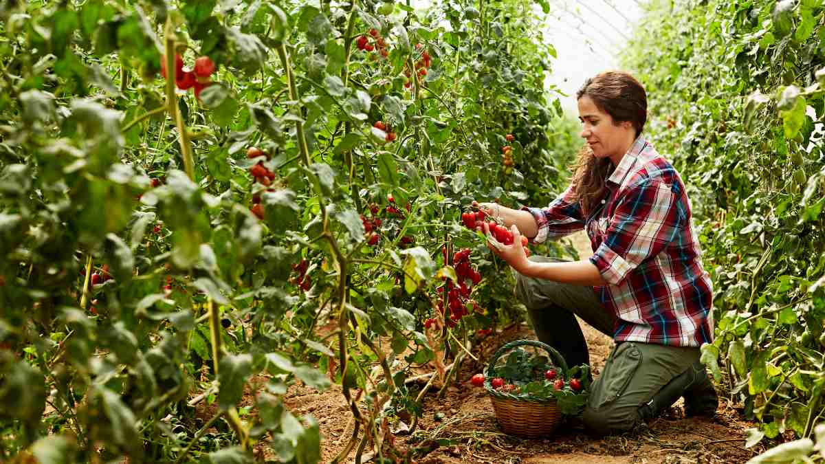 Bono Mujer Trabajadora 2023: cómo consultar con tu RUT si cobro hoy, 29 de agosto, el beneficio que entrega hasta $570 mil pesos