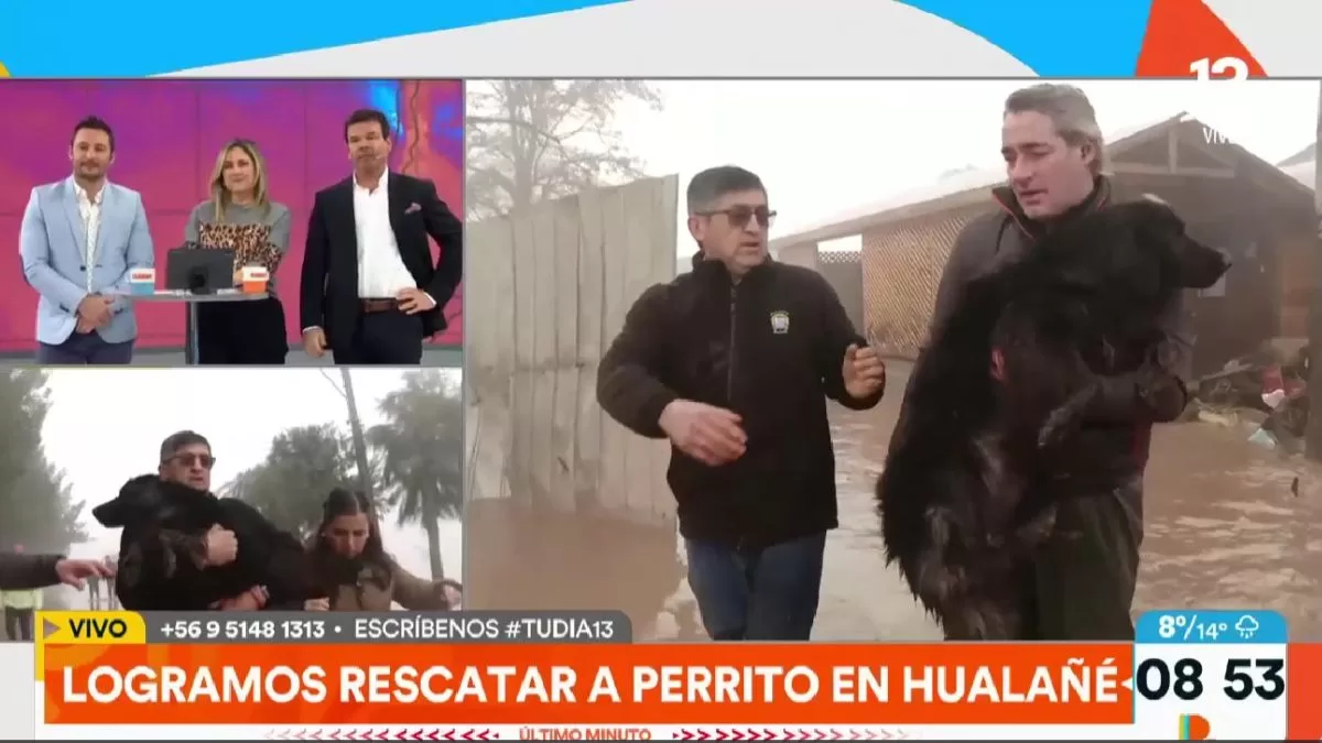 Así fue el dramático rescate de Repenning a un perrito de Hualañé que fue dejado a su suerte
