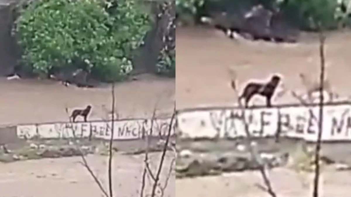 Así fue el arriesgado rescate de los dos perritos que estaban atrapados en medio del Río Mapocho