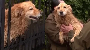 ¡Estaba encerrada! Rescatan a perrita que quedó atrapada en una casa en medio del sistema frontal que golpea al sur de Chile