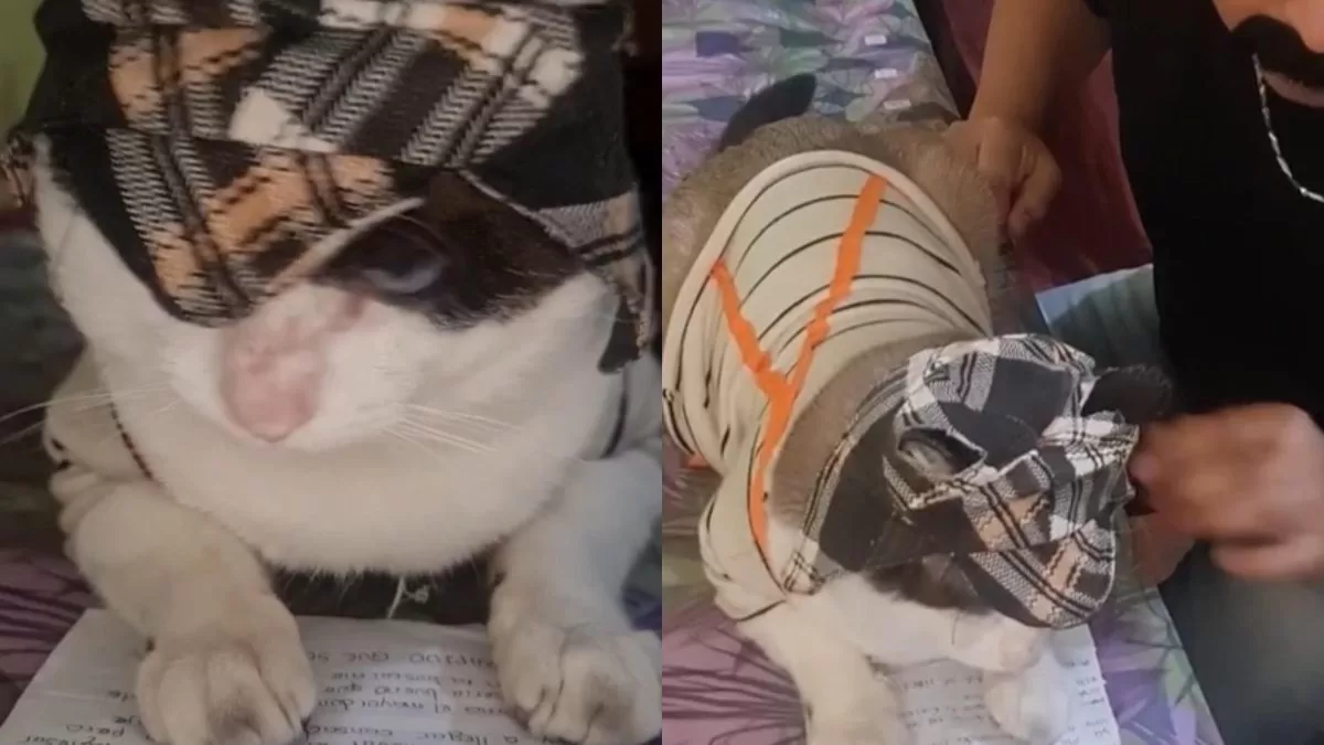 "En efecto, es cine": Conoce al Gato del 8, el minino que interpreta en TikTok clásicas escenas de la serie