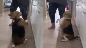 Al ritmo de Runaway: Perrito es famoso en TikTok al bailar canción de Sebastián Yatra