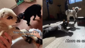 Del odio al amor: Llevó un cordero a su casa y la reacción de su gata se volvió viral en TikTok