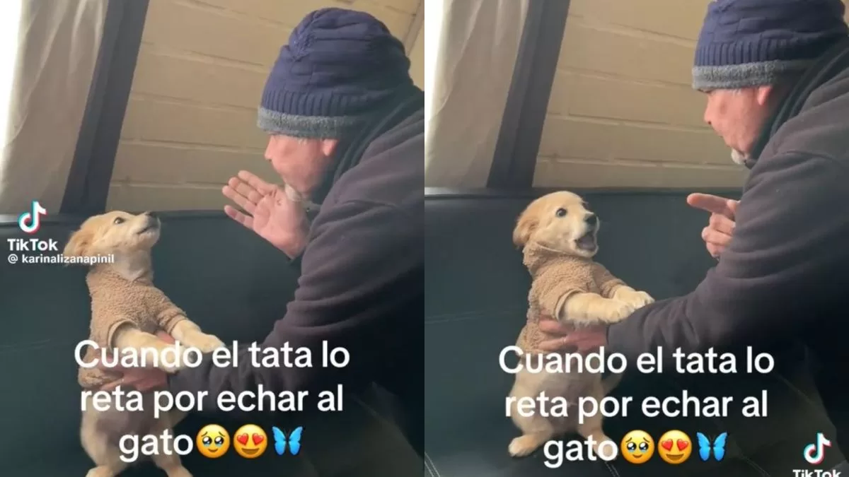 Perrito se defiende luego de que su dueño lo acusara de "echar al gato": el video enterneció a TikTok