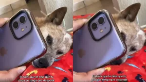 "El dolor que te deja": Viral en TikTok muestra la desgarradora despedida de un hombre y su perrito