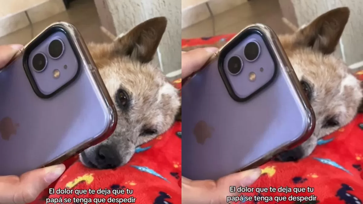 "El dolor que te deja": Viral en TikTok muestra la desgarradora despedida de un hombre y su perrito