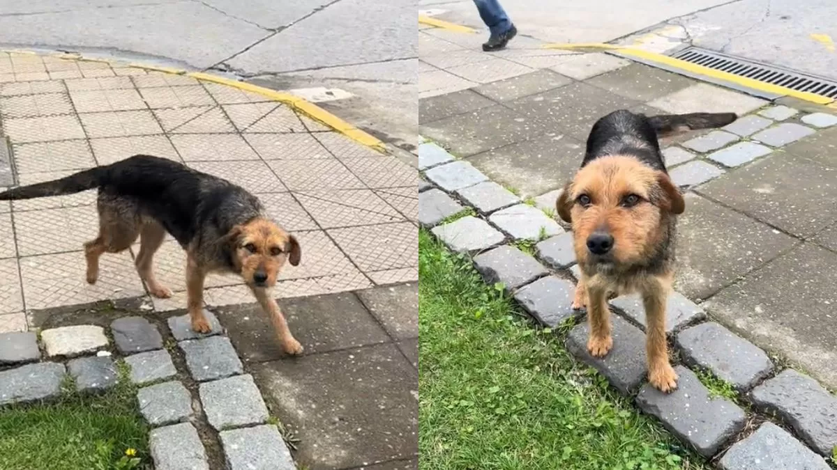 "Su hermano perdido": Perro callejero se hace viral en TikTok por su gran similitud con Bigote, la mascota de Gran Hermano Chile