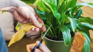 ¿Qué significa cuando las hojas de las plantas se ponen amarillas?: Los secretos del Feng Shui que debes conocer