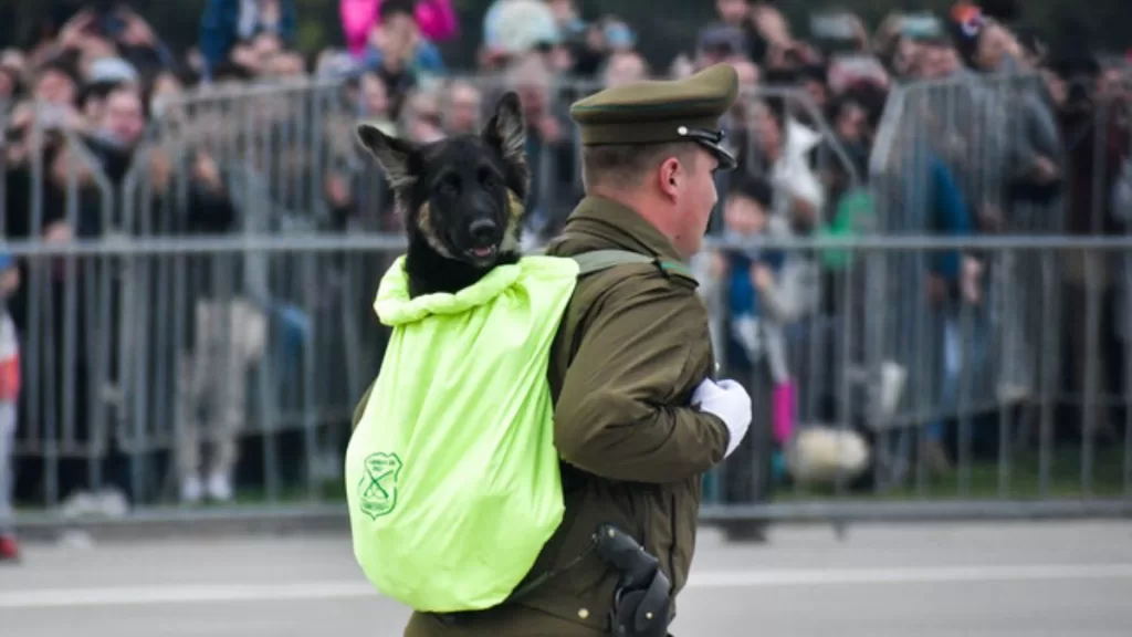 Perros Parada Militar