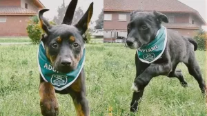 Perritos que desfilaron en la Parada Militar siguen en busca de hogar: Revisa cómo postular para adoptarlos