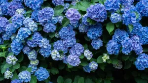 ¿Por qué se regalan flores azules en octubre y cuál es la razón?