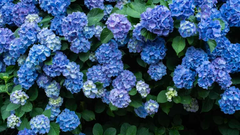 Flores Azules (2)