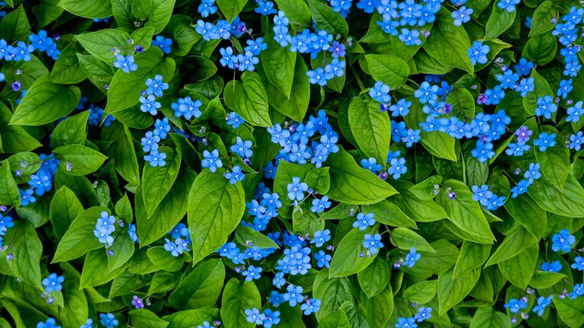 Flores Azules (3)