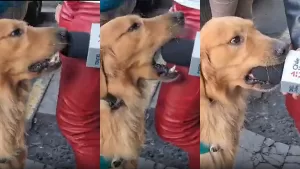 "También quería dar declaraciones": Perrito de Carabineros protagoniza divertido chascarro con periodista de Chilevisión y enternece las redes