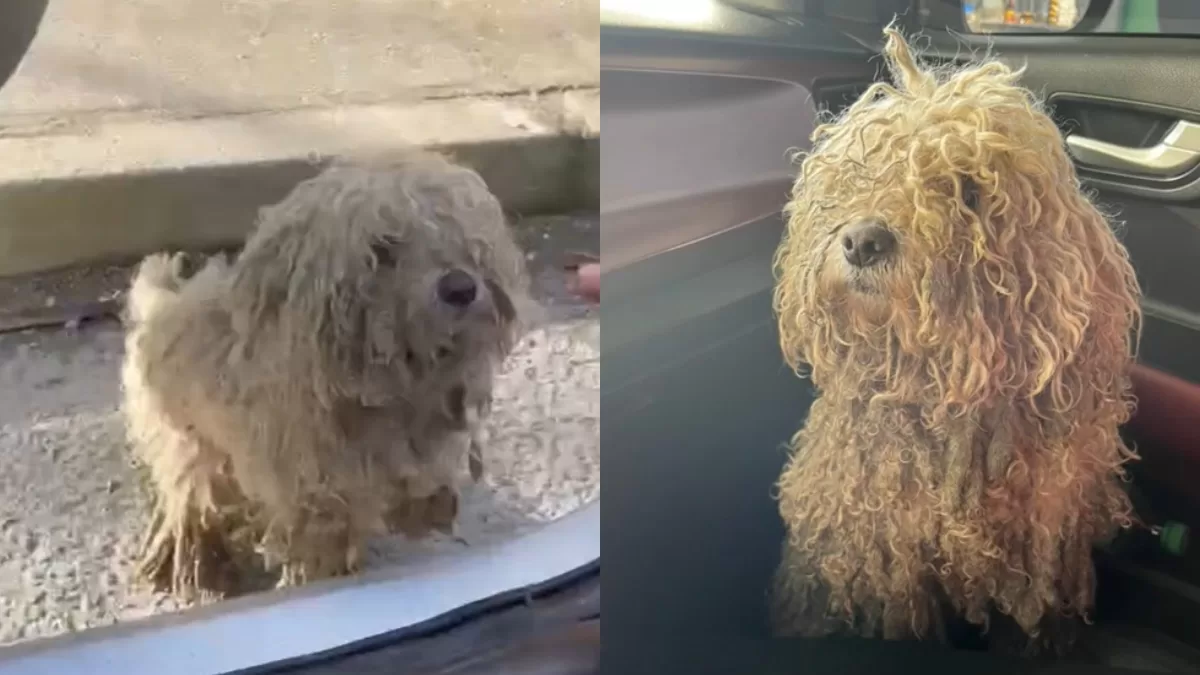 "Felicitaciones por tu gran corazón": Viral en TikTok muestra la increíble transformación de un perrito tras ser rescatado de la calle