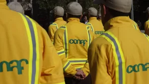 ¿Buscas trabajo? Conoce las ofertas laborales que tiene CONAF con sueldos desde $1.400.000