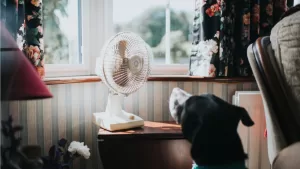 Cómo evitar un golpe de calor en mi mascota frente a las altas temperaturas, según un profesional