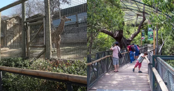 Zoológico Metropolitano: horarios y cómo conseguir entradas gratis