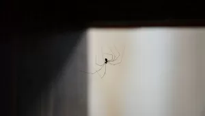 Araña de rincón: cuáles son las señales de alerta de una mordedura que puede poner en riesgo la vida