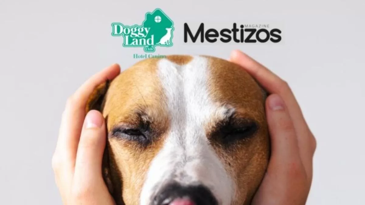 Cómo ayudar a los animales afectados por los incendios: la iniciativa de Dani Castro en pro de los peluditos